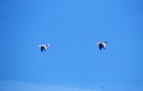 Lumihanhi (anser caerulescens) ja merihanhi (Anser anser) 08.2001, Oravainen, Ånäs. Kuva: Aarne Lahti. Lumihanhi (anser caerulescens) ja merihanhi (Anser anser) 08.2001, Oravainen, Ånäs. Kuva: Aarne Lahti.