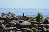 Tiibetinhanhi (Anser indicus), Mustasaari, Östra Norrskär 16.06.1999. Kuva: Aarne Lahti. Tiibetinhanhi (Anser indicus), Mustasaari, Östra Norrskär 16.06.1999. Kuva: Aarne Lahti.