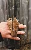 Kenttä- ja rytikerttunen (Acrocephalus agricola + Acrocephalus scirpaceus), Mustasaari, Östra Norrskär 07.06.1987. Kuva: Aarne Lahti.