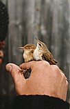 Ryti- ja kenttäkerttunen (Acrocephalus scirpaceus + Acrocephalus agricola), Mustasaari, Östra Norrskär 07.06.1987. Kuva: Aarne Lahti.