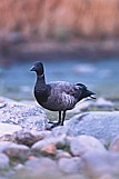 Sepelhanhi (Branta bernicla) Mustasaaren Norrskärillä (10/2000). Kuva: Aarne Lahti. Sepelhanhi (Branta bernicla) Mustasaaren Norrskärillä (10/2000). Kuva: Aarne Lahti.