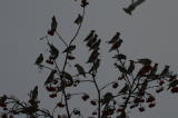 Tilhi (Bombycilla garrulus) 20.12.2006 Vaasa. Kuva: Jouni Kannonlahti.