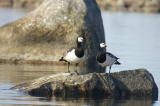 Valkoposkihanhi (Branta leucopsis) pari kuvattu Vaasan saaristossa 22.05.2006. Pesintä varimistettiin 7.6., jolloin paikalla todettiin munapesä. Kuva: Jouni Kannonlahti.