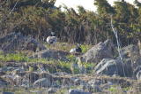 Valkoposkihanhi (Branta leucopsis) pari kuvattu Vaasan saaristossa 22.05.2006. Kuva: Jouni Kannonlahti.