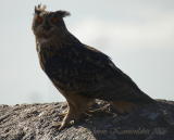 Huuhkaja (Bub bubo) 02.09.2006 Vaasa, Hietasaari. Kuva: Jouni Kannonlahti.
