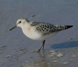 Pulmussirri (Calidris alba) 11.09.2006 Uusikaarlepyy, Storsand. Kuva: Aarne Lahti.