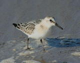 Pulmussirri (Calidris alba) 11.09.2006 Uusikaarlepyy, Storsand. Kuva: Aarne Lahti.
