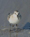 Pulmussirri (Calidris alba) 11.09.2006 Uusikaarlepyy, Storsand. Kuva: Aarne Lahti.