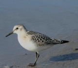 Pulmussirri (Calidris alba) 11.09.2006 Uusikaarlepyy, Storsand. Kuva: Aarne Lahti.