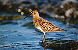 Suosirri (Calidris alpina) 10.1998, Mustasaari, Norrsk&auml;r. Kuva: Aarne Lahti.