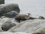 Suosirri (Calidris alpina) 07.09.2006 Maalahti, Lillgrynnan. Kuva:Esko Muurim&auml;ki.