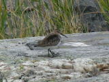 Suosirri (Calidris alpina) 07.09.2006 Maalahti, Lillgrynnan. Kuva:Esko Muurim&auml;ki.