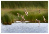 Isosirri (Calidris canutus) ja suosirri (Calidris alpina) 13.07.2008 Vaasa, &Ouml;skatan. Kuva: Miska Puumala.