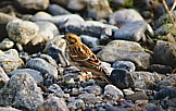 Lapinsirkku (Calcarius lapponicus) 1-kv., Mustasaari, Norrskär 18.09.1998. Kuva: Aarne Lahti.