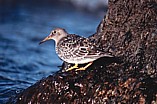 Merisirri (Calidris maritima), Mustasaari, Norrsk&auml;r 10.1999. Kuva: Aarne Lahti.
