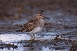 Palsasirri (Calidris melanotos) 1-kv., Mustasaari, Norrsk&auml;r 30.09.1998. Kuva: Aarne Lahti.