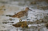 Palsasirri (Calidris melanotos) 1-kv., Mustasaari, Norrsk&auml;r 30.09.1998. Kuva: Aarne Lahti.