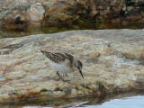 Pikkusirri (Calidris minuta) 07.09.2006 Maalahti, Lillgrynnan. Kuva: Esko Muurim&auml;ki.