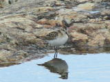 Pikkusirri (Calidris minuta) 07.09.2006 Maalahti, Lillgrynnan. Kuva: Esko Muurim&auml;ki.