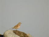 Hemppo (Carduelis cannabina) 14.05.2003 Vaasa, Suvilahden kp. Kuva: Joel Karvonen. Hemppo (Carduelis cannabina) 14.05.2003 Vaasa, Suvilahden kp. Kuva: Joel Karvonen.
