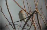 Vuorihemppo (Carduelis flavirostris) 30.03.2002 Maalahti, Petolahti. Kuva: Ari Veijalainen. Vuorihemppo (Carduelis flavirostris) 30.03.2002 M
