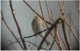 Vuorihemppo (Carduelis flavirostris) 30.03.2002 M