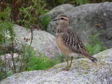 Ker&auml;kurmitsa (Charadrius morinellus) 07.09.2006 juv. Maalahti, Lillgrynnan. Kuva: Esko Muurim&auml;ki.