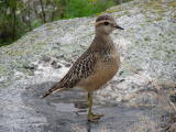 Ker&auml;kurmitsa (Charadrius morinellus) 07.09.2006 juv. Maalahti, Lillgrynnan. Kuva: Esko Muurim&auml;ki.