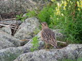 Ker&auml;kurmitsa (Charadrius morinellus) 07.09.2006 juv. Maalahti, Lillgrynnan. Kuva: Esko Muurim&auml;ki.