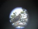 Arosuohaukka (Circus macrourus) 09.2001, Mustasaari, Östra Norrskär. Kuvat: Jari Helstola. Arosuohaukka (Circus macrourus) 09.2001, Mustasaari, Östra Norrskär. Kuvat: Jari Helstola.