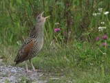 Ruisr&auml;&auml;kk&auml; (Crex crex) 07.2008 Vaasa. Kuva: Aarne Lahti.