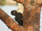 Palok&auml;rki (Dryocopus martius) 04.09.2005 Korsn&auml;s, S&ouml;dra Bj&ouml;rk&ouml;. Kuva: Joel Karvonen.