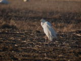 Jalohaikara (Egretta alba) 27.03.2007 Maalahti, Petolahti, Bjurnäs. Kuva: Aarne Lahti.