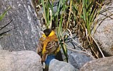 Mustapääsirkku (Emberiza melanocephala) +1-kv. koiras, Korsnäs, Harrström 13.08.2000. Kuva: Aarne Lahti.