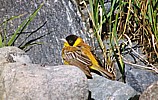 Mustapääsirkku (Emberiza melanocephala) +1-kv. koiras, Korsnäs, Harrström 13.08.2000. Kuva: Aarne Lahti. Mustapääsirkku (Emberiza melanocephala) +1-kv. koiras, Korsnäs, Harrström 13.08.2000. Kuva: Aarne Lahti.