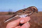 Pikkusirkku (Emberiza pusilla) 1-kv., Mustasaari, Norrskär 15.09.2000. Kuva: Aarne Lahti. Pikkusirkku (Emberiza pusilla) 1-kv., Mustasaari, Norrskär 15.09.2000. Kuva: Aarne Lahti.