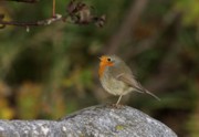 Punarinta (Erithacus rubecula) 08.10.2007 Mustasaari, Östra Norrskär. Kuva: Aarne Lahti.