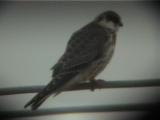 Punajalkahaukka (Falco vespertinus) 09.2001, Vaasa-Mustasaari, Söderfjärden. Kuva: Jari Helstola. Punajalkahaukka (Falco vespertinus) 09.2001, Vaasa-Mustasaari, Söderfjärden. Kuva: Jari Helstola.