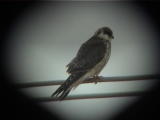 Punajalkahaukka (Falco vespertinus) 09.2001 Vaasa-Mustasaari, Söderfjärden. Kuva: Jari Helstola. Punajalkahaukka (Falco vespertinus) 09.2001 Vaasa-Mustasaari, Söderfjärden. Kuva: Jari Helstola.