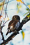 Varpusp&ouml;ll&ouml; (Glaucidium passerinum), Mustasaari, Norrsk&auml;r 10.1999. Kuva: Aarne Lahti.