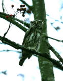 Varpusp&ouml;ll&ouml; (Glaucidium passerinum) 20.11.2006 Vaasa, Haapaniemi. Kuva: Aarne Lahti.
