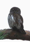 Varpusp&ouml;ll&ouml; (Glaucidium passerinum) 20.11.2006 Vaasa, Haapaniemi. Kuva: Aarne Lahti.