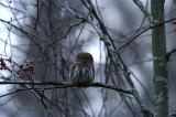 Varpusp&ouml;ll&ouml; (Glaucidium passerinum) 20.11.2006 Vaasa, Haapaniemi. Kuva: Aarne Lahti.