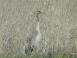 Kurki (Grus grus) 27.05.2003 Mustasaari, Varg&aring;sfj&auml;rden. Kuva: Joel Karvonen.