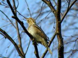 K&auml;enpiika (Jynx torquilla) 10.05.2003 Maalahti, Bock&ouml;ren. Kuva: Joel Karvonen.
