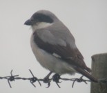 Mustaotsalepinkäinen (Lanius minor) 06.2005 Vaasa, Runsor. Kuva: Aarne Lahti. Mustaotsalepinkäinen (Lanius minor) 06.2005 Vaasa, Runsor. Kuva: Aarne Lahti.