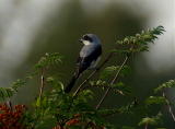 Mustaotsalepinkäinen (Lanius minor) 08.2006 Vaasa, Söderfjärden. Kuva: Jouni Kannonlahti.