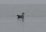 Isolokki (Larus hyperboreus) 2-kv. Vaasa, Palosaari, P&aring;tt 10.04.2006. Kuva: Jouni Kannonlahti.