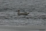 Isolokki (Larus hyperboreus) 09.03.2008 Vaasa, Palosaari. Kuva: Jouni Kannonlahti.