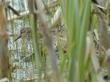 J&auml;nk&auml;sirri&auml;inen (Limicola falcinellus) 01.06.2003 Mustasaari, Raippaluoto, Finnvikarna. Kuva: Joel Karvonen.